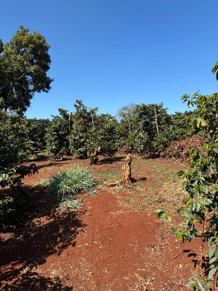 Ibonia Estate AB - Kenya - Image 3